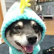 黒柴 ☆プロフィール必読☆の画像