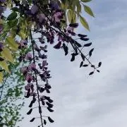 紬