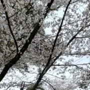 まるの画像