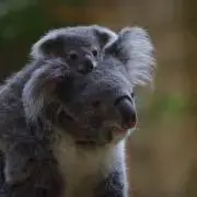 こあらの画像