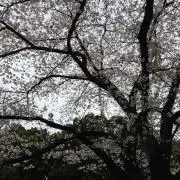 春よ恋の画像