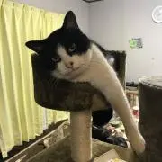 マニエール勝章の画像