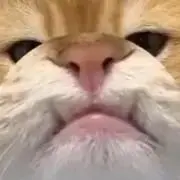 ゆきちゃむ