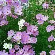 あち