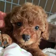 ☆hr☆購入前にコメントお願い致します。の画像