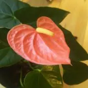 nagomi 　植物6日月曜日発送の画像