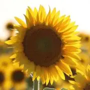 み