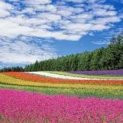 みさえの画像