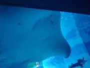 ayaの画像