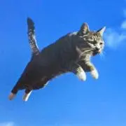 フライングキャットの画像
