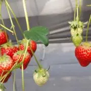 そらぱぽろ