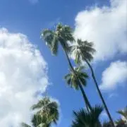 Summer 17の画像