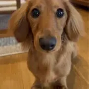 ことの画像
