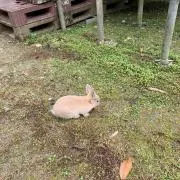 nanaの画像