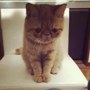 8/12〜16日発送❌はなぺちゃ工房の画像