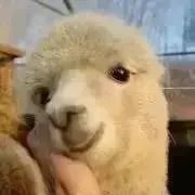 Rの画像