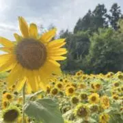 ハム太郎の画像