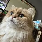 みんにゃんの画像