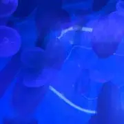 ひまわりの画像
