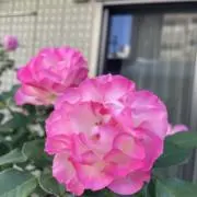 オリーブの画像