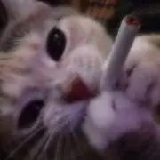 nyan