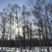 るっこの画像