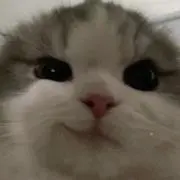 にゃの画像
