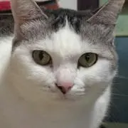 にゃはは