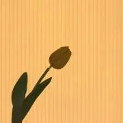 s1oNの画像