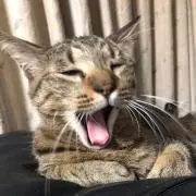 ミッキー❤︎の画像