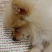 レオちゃん