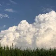 くわこの画像