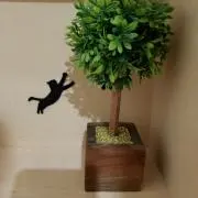 トミ