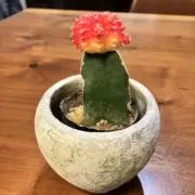 サボさんの画像