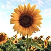 りゅう。お値下げ交渉OKの画像
