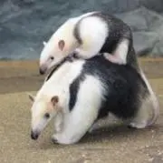 ひーちゃんの画像