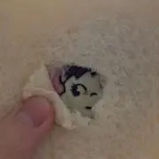 さかしょーの画像
