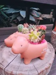 サボテンの画像