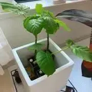 ★再開しました★の画像