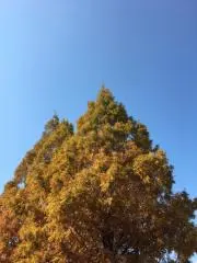 やまの画像