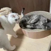 みっちぃ