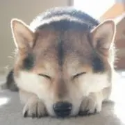 ソラ