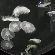 moonの画像