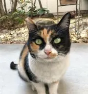 とんとんの画像