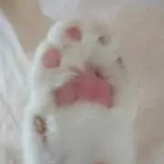 みろこた