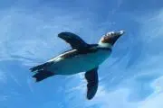 じゅんじゅんの画像