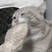 KTの画像