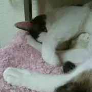 かえるボール