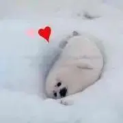 タラおたくの画像