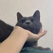 はむ